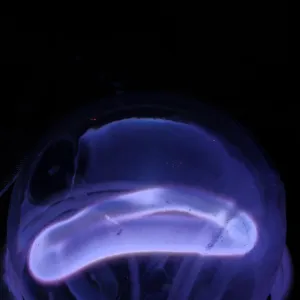 Erbium (Er) glowing plasma discharge, photo 6 of 10